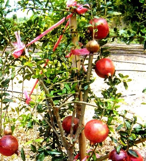 大果石榴種植|石榴樹的種植技術要點，只需6步養護，就能收穫又圓。